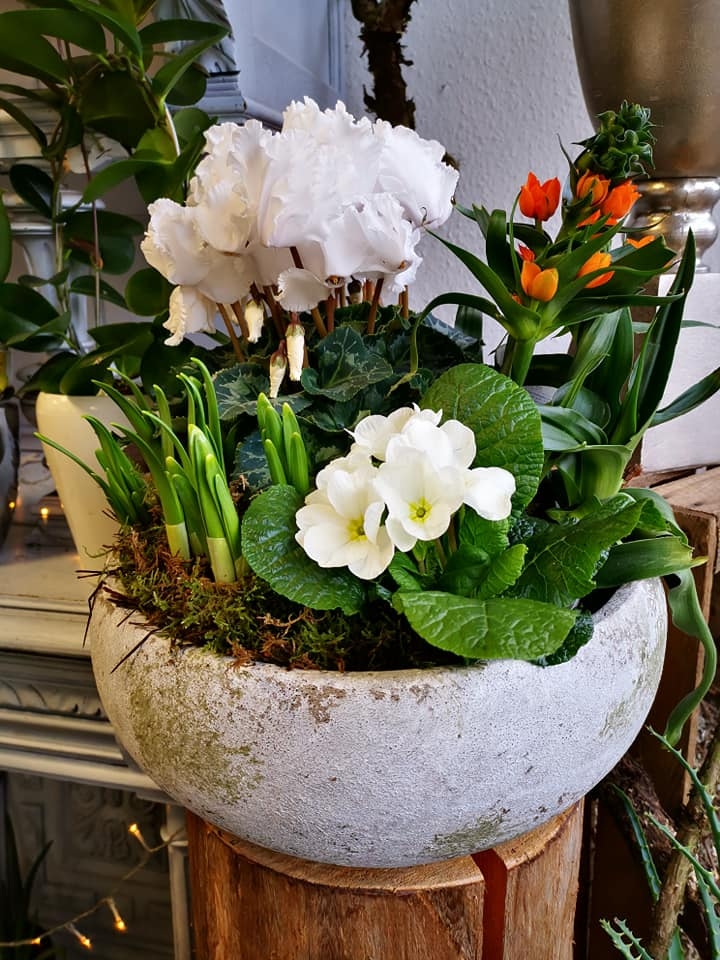 Frühlingshaftes Gesteck in einer Steingutschale mit weißen Zyklamen (Alpenveilchen), weißen Primeln und orangefarbenem Milchstern.