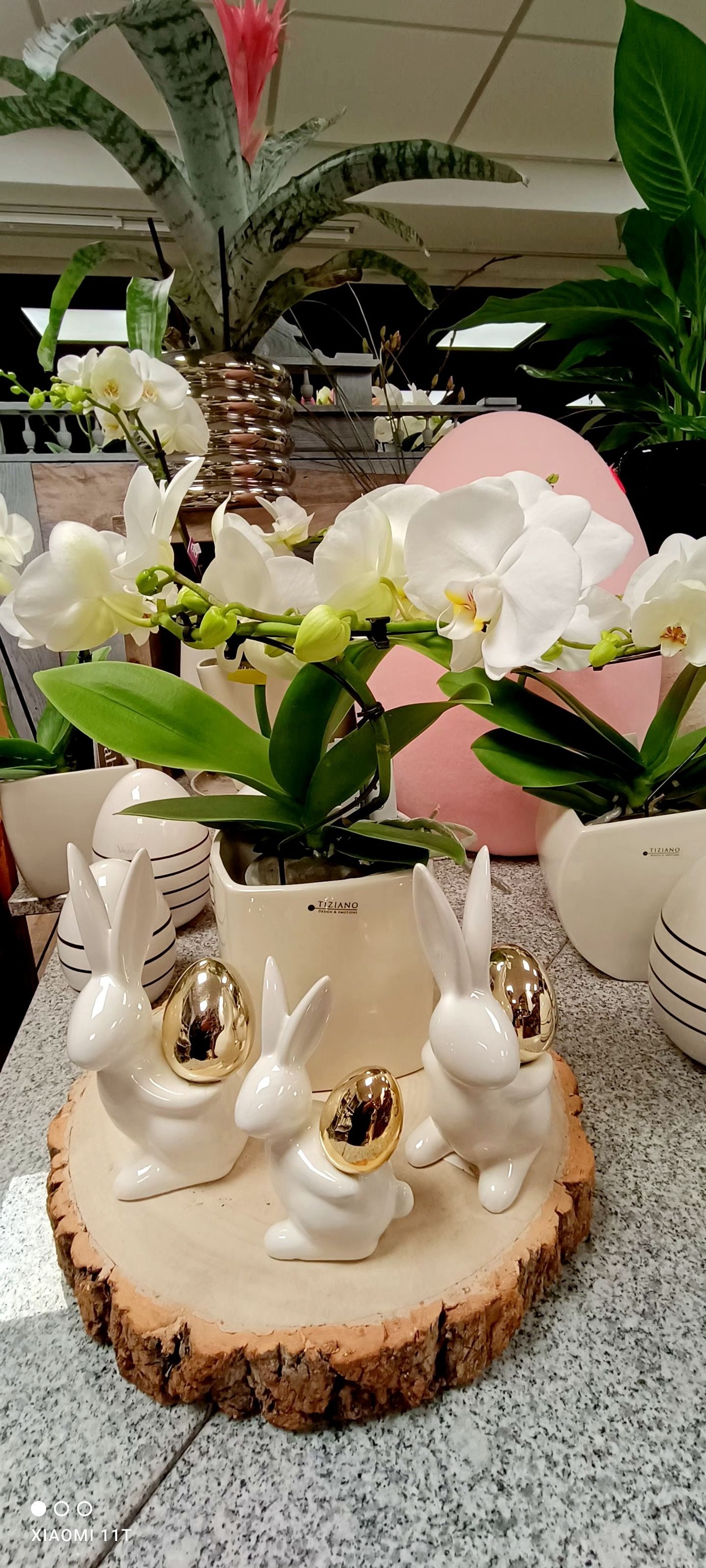 Osterdekoration auf einer Baumscheibe mit weißen Keramik-Hasen, die goldene Eier halten, und einer weißen Orchidee im Hintergrund.